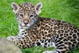 Młode jaguary figlują w krakowskim zoo [wideo]