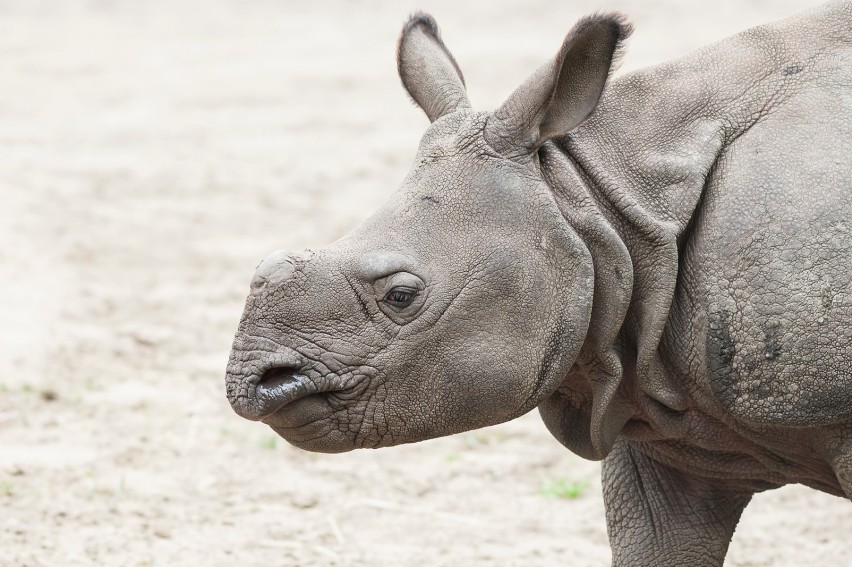 ZOO Warszawa. Nowe godziny otwarcia i ceny biletów