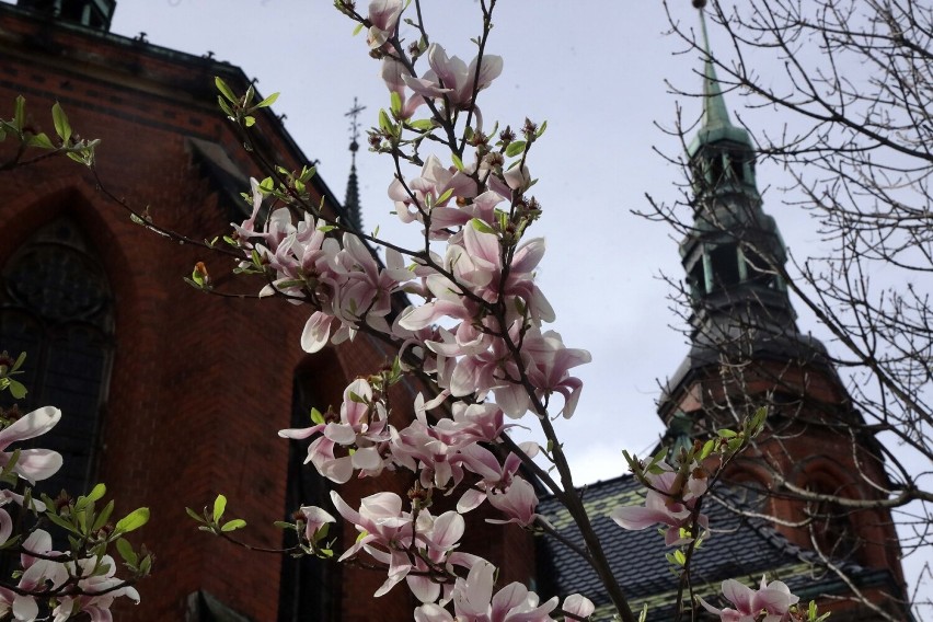 Kwitną magnolie w Legnicy, największe rosną na skwerze Orląt Lwowskich