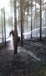 Pożar w Helu. Las gasili zawodowcy z Pucka, żołnierze z Helu, OSP z powiatu | ZDJĘCIA