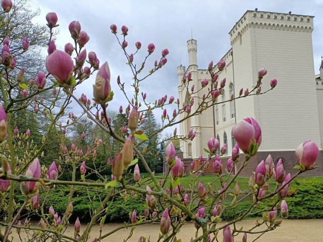 Arboretum w Kórniku słynie ze swoich 170-letnich magnolii, które kwitną zazwyczaj w kwietniu

Przejdź dalej -->