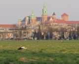 Bocian spacerował po krakowskich Błoniach [zdjęcia]