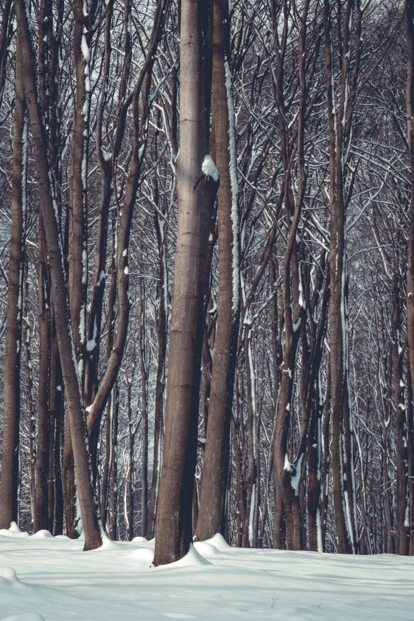Zimowy spacer po Puszczy Wkrzańskiej. Przepiękne zdjęcia Marcina Jabłońskiego