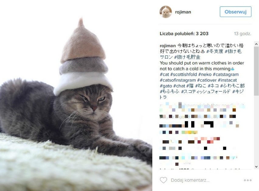Koty, które noszą kapelusze z... własnej sierści. Zabawne...