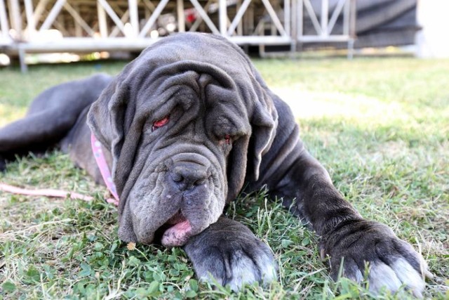 Martha, suczka rasy mastiff neapolitański, została uznana Najbrzydszym Psem Świata 2017. Jak mówiła jej właścicielka Shirley Zindler, Martha nie miała łatwego życia. Jej pierwotni właściciele trzymali ją w potwornych warunkach, była bardzo zaniedbana, prawie oślepła. Uratowali ją aktywiści z Dogwood Animal Rescue Project.

Zobacz więcej na kolejnym slajdzie --->