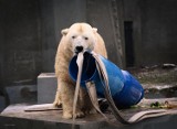 Wielka impreza w Warszawskim Zoo. Swoje 13-ste urodziny obchodziły niedźwiedzie polarne 