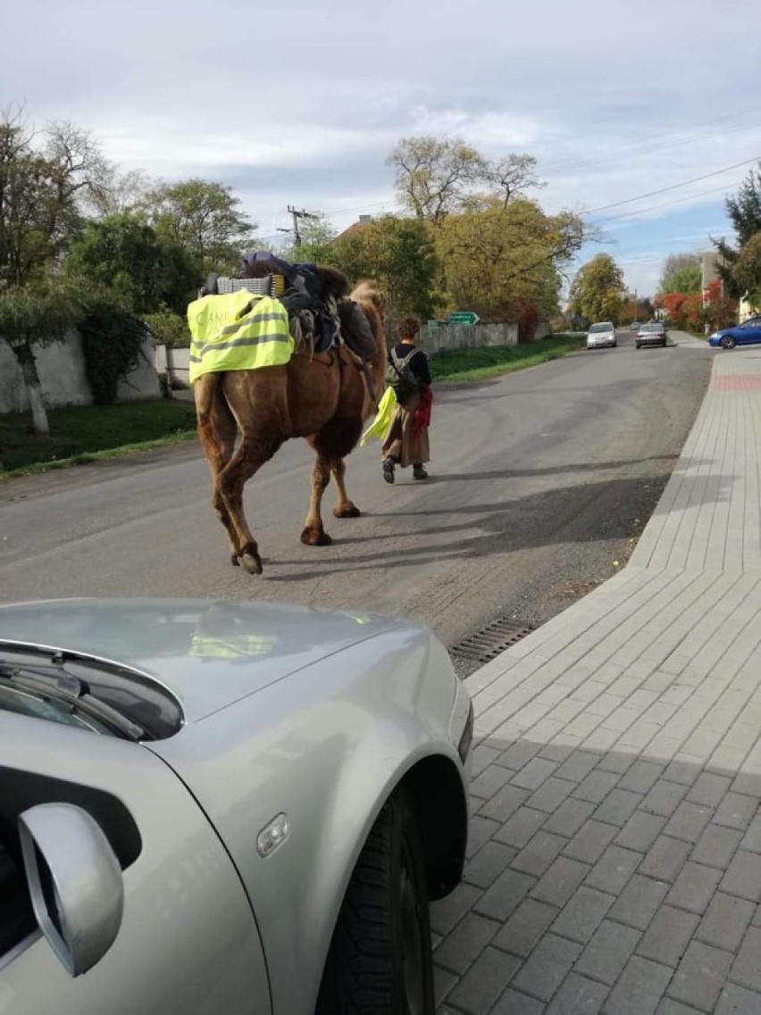 Niecodzienni wędrowcy na drodze w Zamysłowie