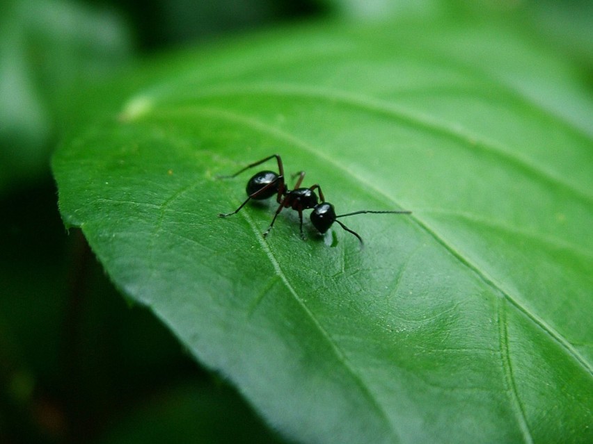 Średnio mrówka żyje od 45 do 60 dni. Przesypia około siedmiu...