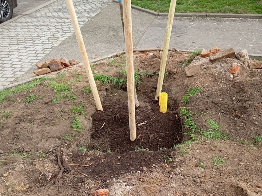 Trwają wiosenne nasadzenia drzew w Legnicy. W mieście będą 62 nowe drzewa i ponad 20 krzewów