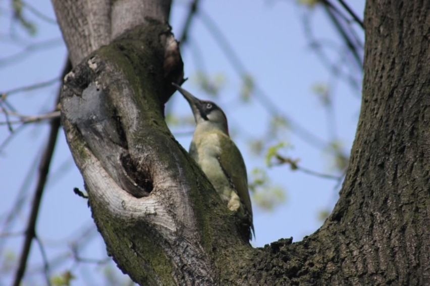 Dzięcioł zielonosiwy - Picus canus – gatunek średniej...