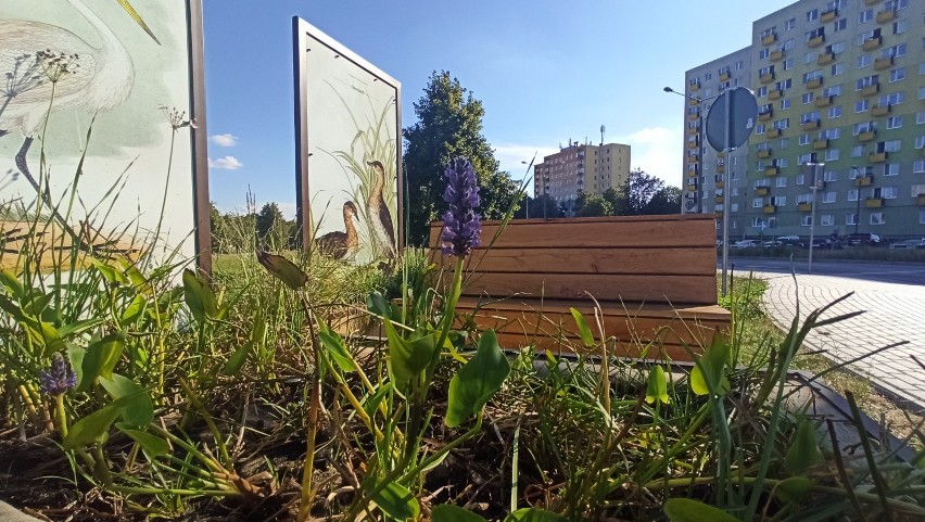 Świdnik. Sprawdź jakie tajemnice skrywa Nadrybska fauna i flora. 