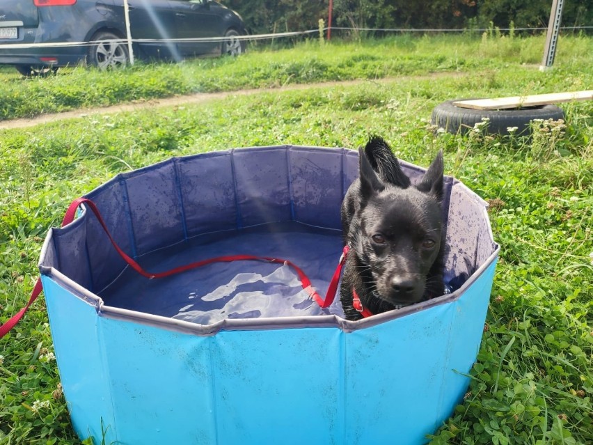 Dogtrekking w Bogdańczowicach