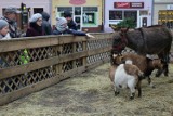 Zwierzęta są już w szopce na Rynku w Grudziądzu [zdjęcia]