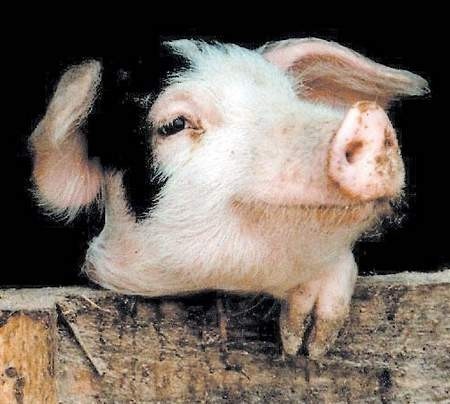 W Wielkopolsce hodowane są tylko 24 sztuki świni rasy złotnickiej pstrej.  Fot. Archiwum