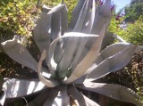 Propozycja weekendowa: Wystawa kaktusów w Botaniku