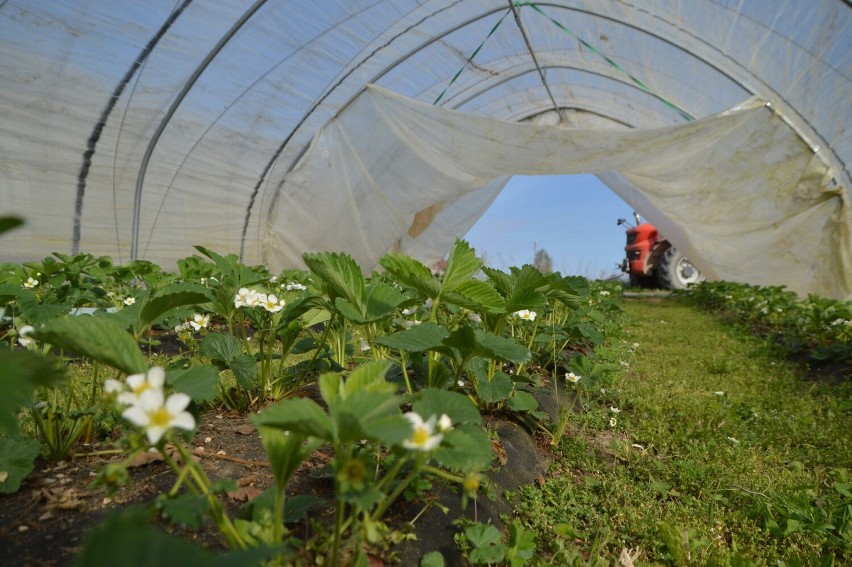 Plantatorzy truskawek na Kaszubach załamują ręce. Sezon na owoce będzie dopiero za miesiąc | ZDJĘCIA, WIDEO