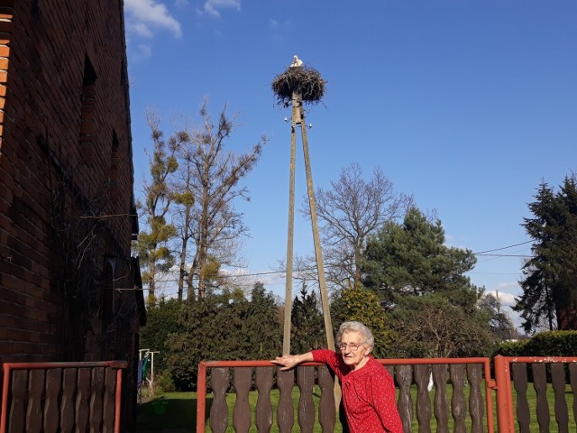 Pani Jadwiga Kinder z Bażan od ponad 50 lat gości w swoim ogródku bocianie pary. Wiosną z niecierpliwością czeka na ich powrót.