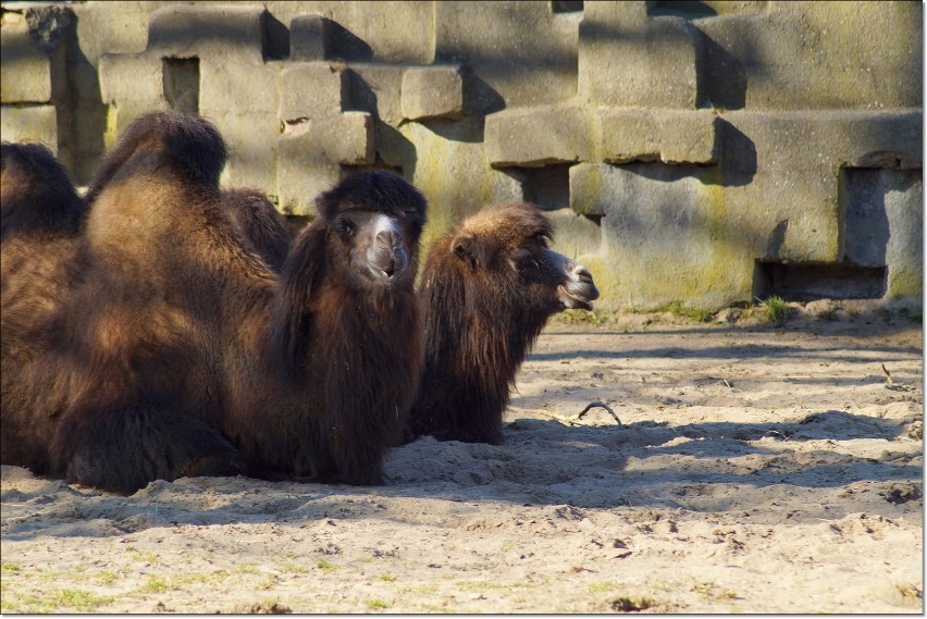 Przedwiośnie w łódzkim zoo [ZDJĘCIA]