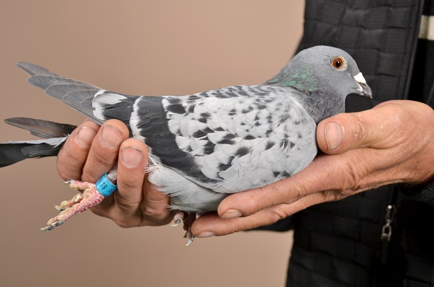 Gołębica z Raszkowa okazała się drugim, najszybszym gołębiem w Polsce! Konkurs na imię dla srebrnej mistrzyni