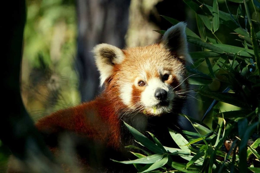 Panda Mała to gatunek zagrożony wyginięciem