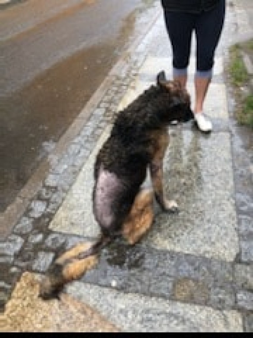Skatowany pies w Boguszowie-Gorcach