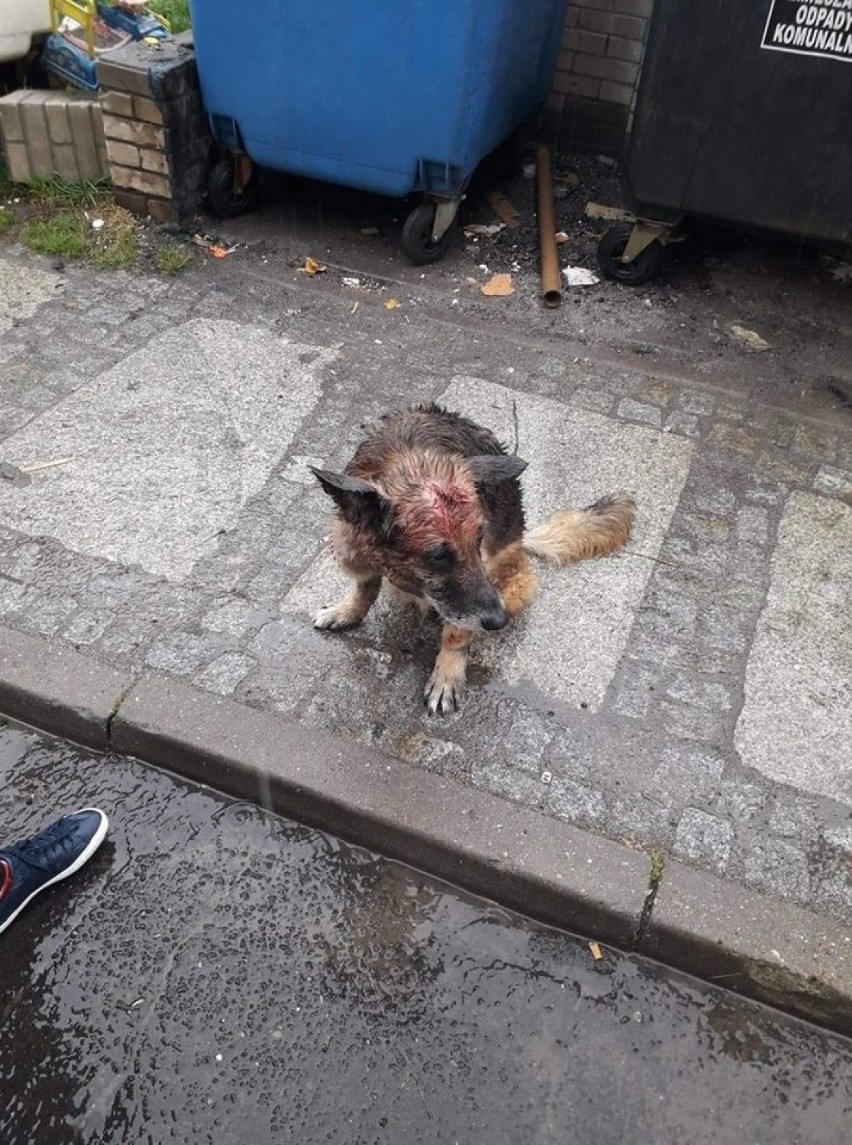 Skatowany pies w Boguszowie-Gorcach