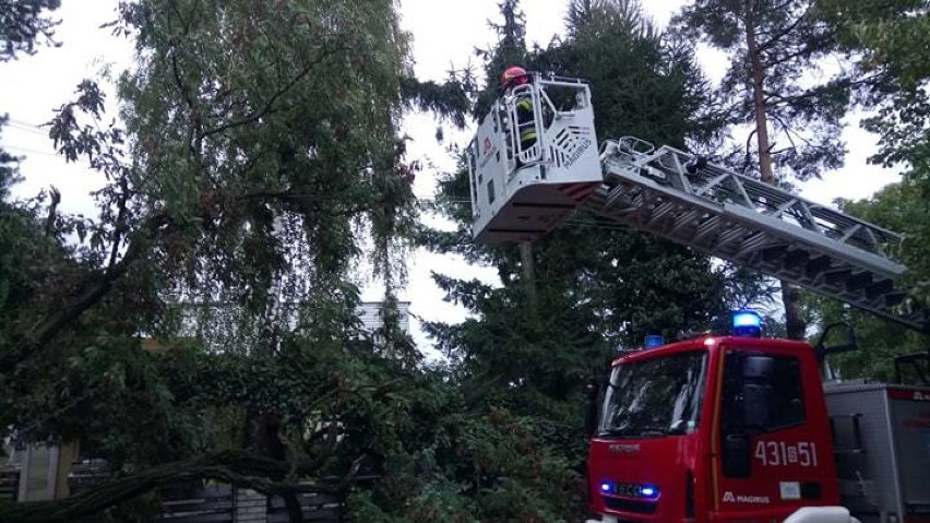 Silny wiatr i trudna noc w powiecie cieszyńskim, 50 interwencji strażaków, mnóstwo powalonych drzew (ZDJĘCIA)