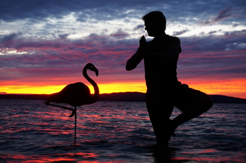 The Flamingo "In the yoga world, we call this the Standing...
