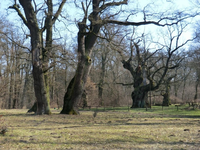 Stare dęby w parku. fot. R. Grzeszczyk