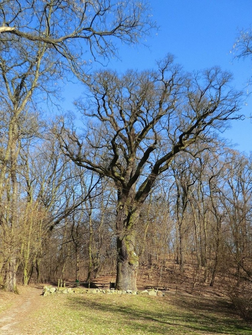 Stare dęby w parku.  fot. R. Grzeszczyk