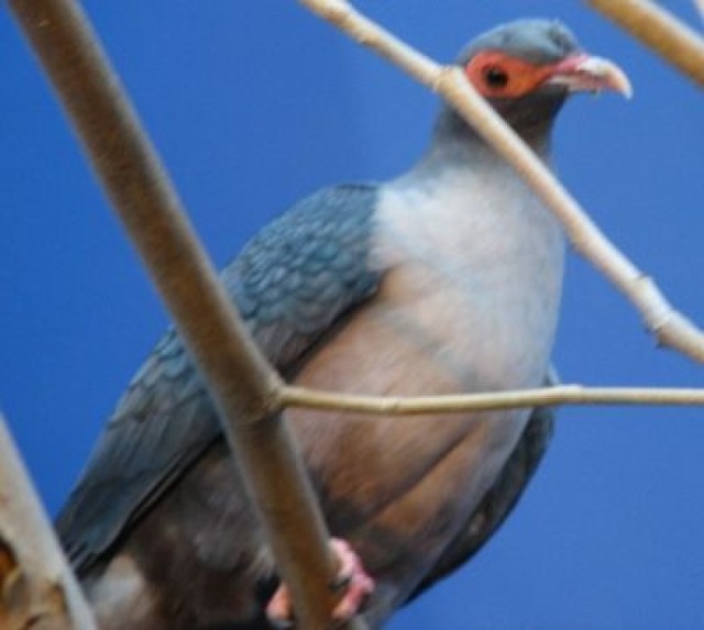 Papuan Mountain Pigeon - Gymnophaps albertisii http://commons.wikimedia.org/wiki/File:Papuan_Mountain_Pigeon_001.jpg