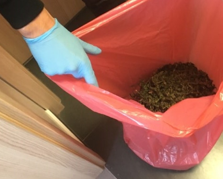 Łomża. Policjanci zabezpieczyli ponad 710 gramów narkotyków