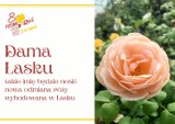 Nowa odmiana róży z Łasku. Nazwano ją "Dama Łasku"