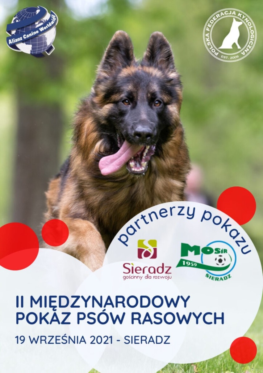 Międzynarodowy Pokaz Specjalny Psów Rasowych w Sieradzu - w niedzielę 19 września. Zobacz jak wyglądała poprzednia edycja imprezy ZDJĘCIA