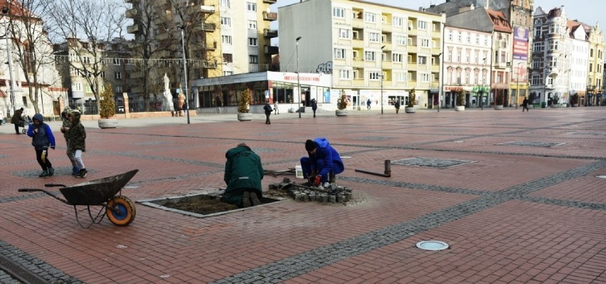 Uschnięte drzewa w końcu znikają z rynku.