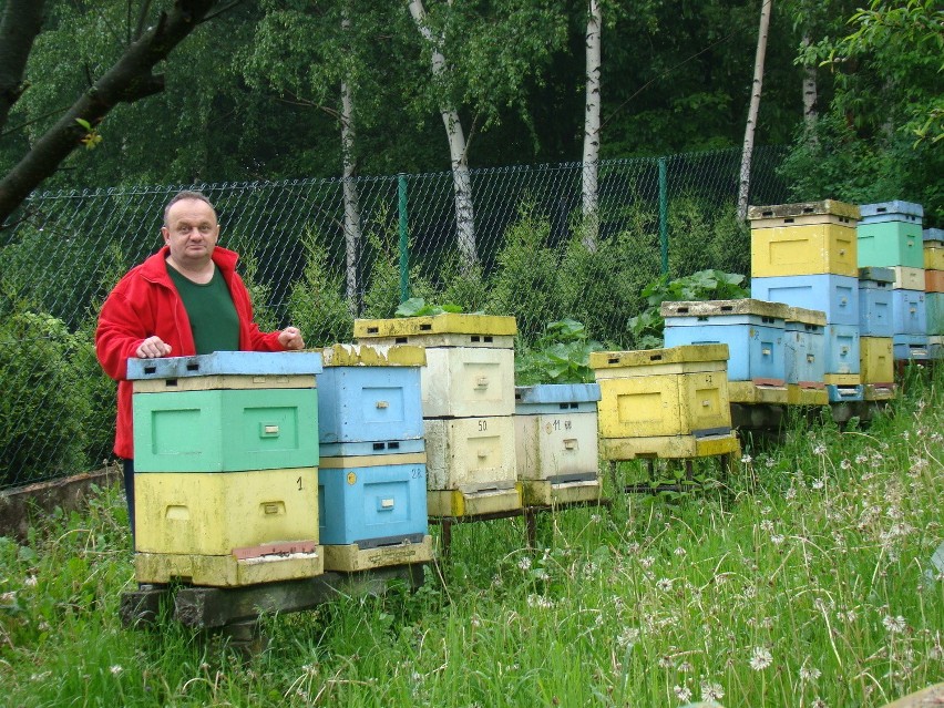 Małopolska zachodnia. Pszczoły masowo wybierają. Pszczelarze są załamani