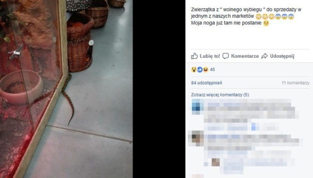 Klientka zdjęcie węża, zrobione w sklepie, wrzuciła do internetu. Komentujący nie kryją oburzenia