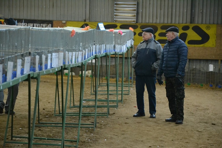 W Lipnie trwa wystawa gołębi rasowych i drobiu ozdobnego. Można podziwiać ptasie piękności! [zdjęcia]