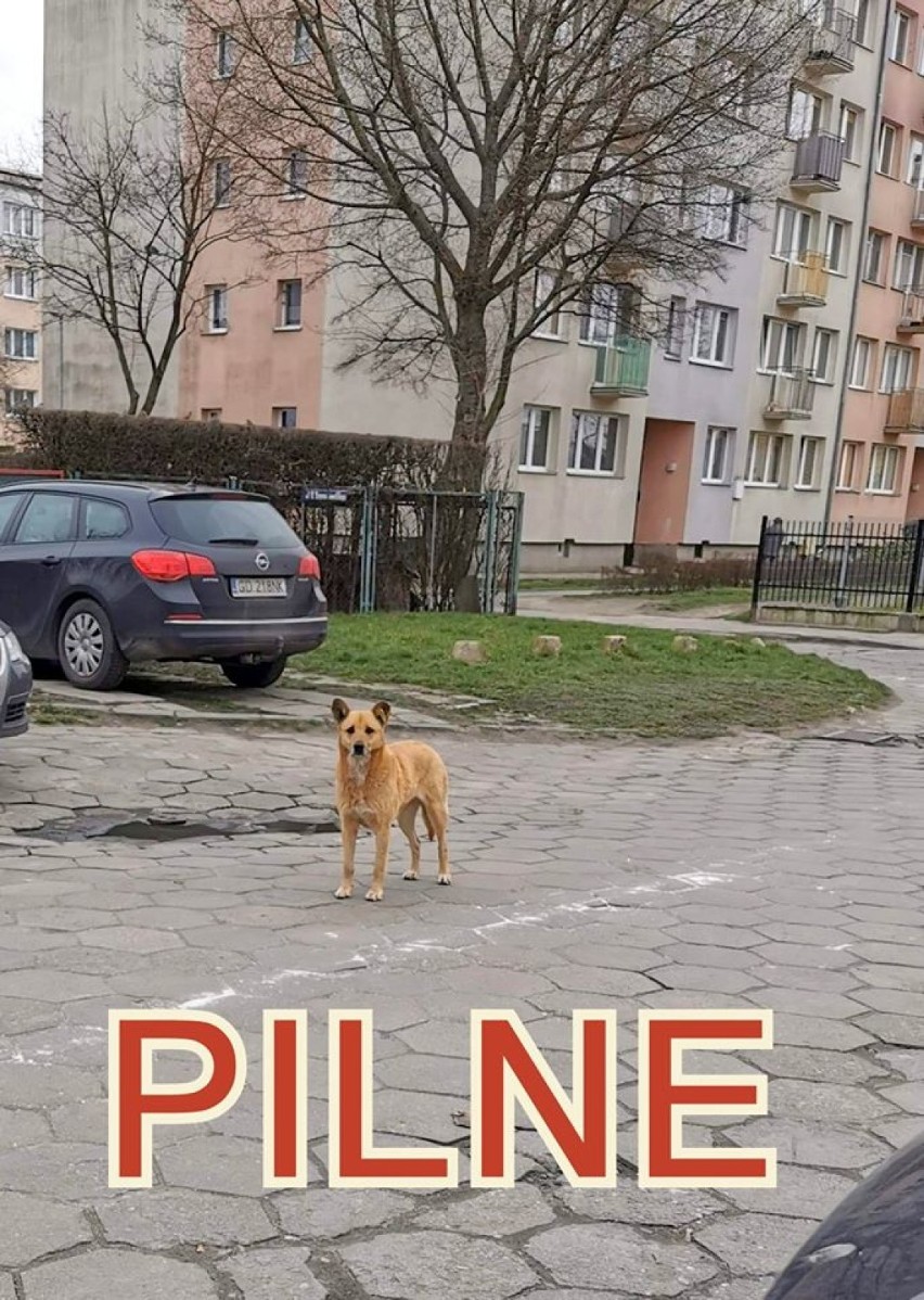 Malbork. Pies z Kaliningradu błąkał się po okolicy. Wolontariusze proszą o informacje
