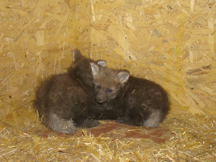 Wilki w zoo w Chorzowie