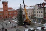 Piękna choinka już przed szczecineckim ratuszem. Ponownie prosto z lasu [zdjęcia]