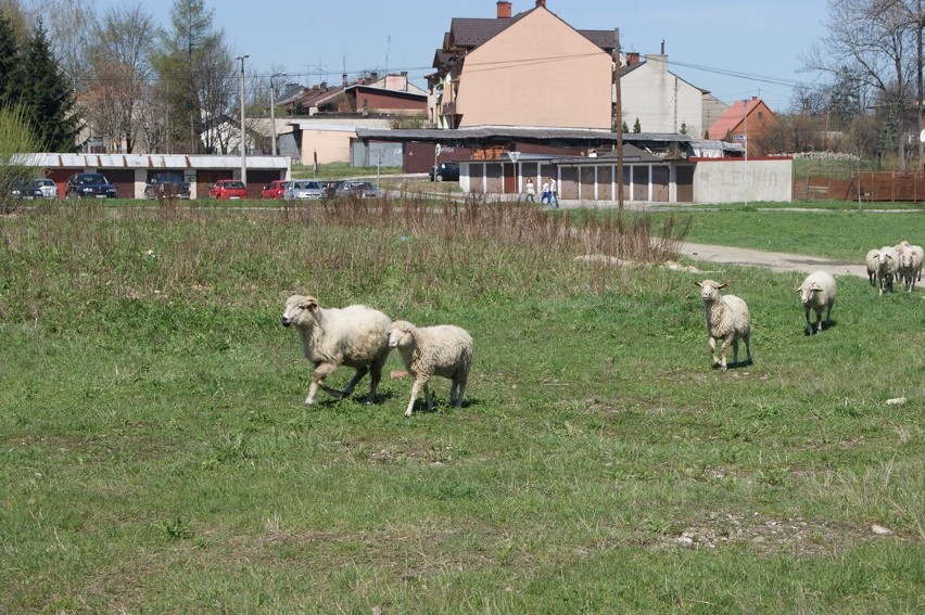 Nowy Targ: Owce za oknami... bloków! [FOTO]