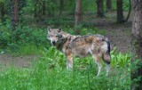 Powiat oleśnicki. Wilk zginął pod kołami samochodu. Zwierzęta żyją w naszych lasach i...mają się dobrze 