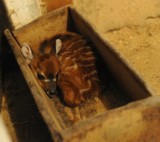 W opolskim ogrodzie zoologicznym urodziła się sitatunga