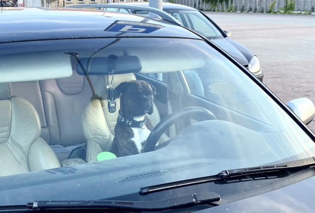 Pies za kierownicą samochodu w Wielkopolsce. Niecodzienne zdjęcie obiegło internet. Pleszew znów na tapecie!