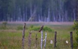 Przyrodnicza rewelacja przy obwodnicy Skarżyska. Sfotografowali najrzadszy gatunek sowy