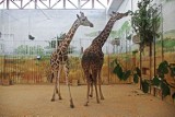Zamojskie zoo: Żyrafy strzeliły focha?