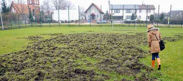 Stado dzików można spotkać na Bezrzeczu. Zniszczyły już boisko, ...