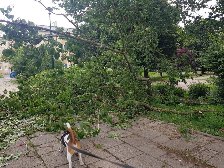 Stara topola - przed interwencją pracowników zieleni...