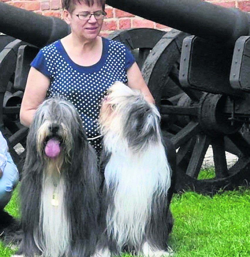 Anna Bochyńska ze Skoków prowadzi hodowlę psów rasy bearded...